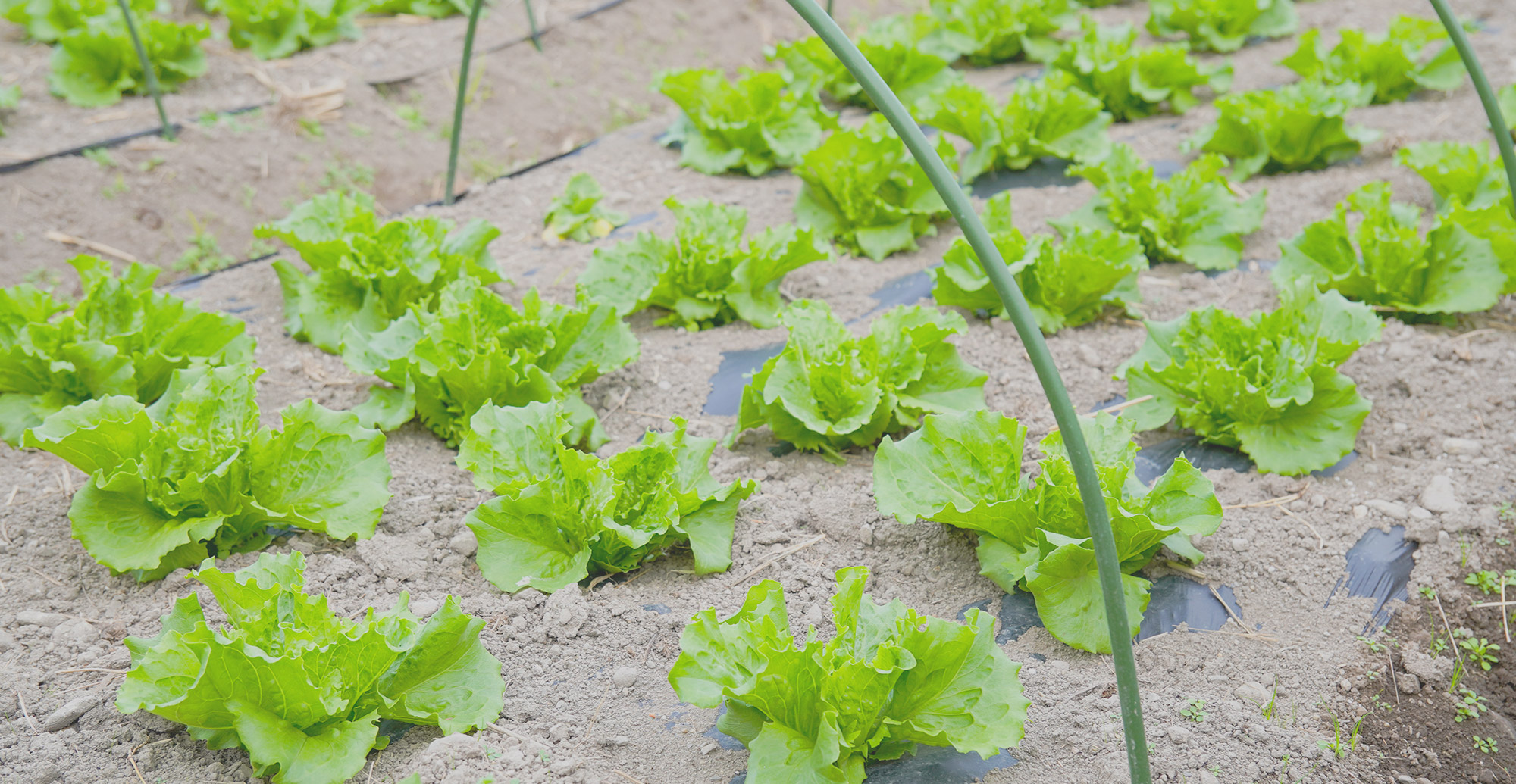 農業を通じて、人生を豊かに 笑顔で働ける環境が、おいしい野菜を育む